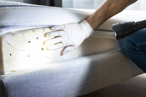 Best Local Pest Control Services  in Belmont, PA