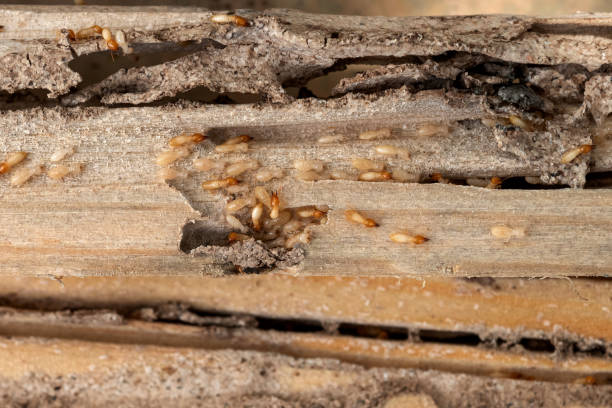 Belmont, PA Pest Control Company
